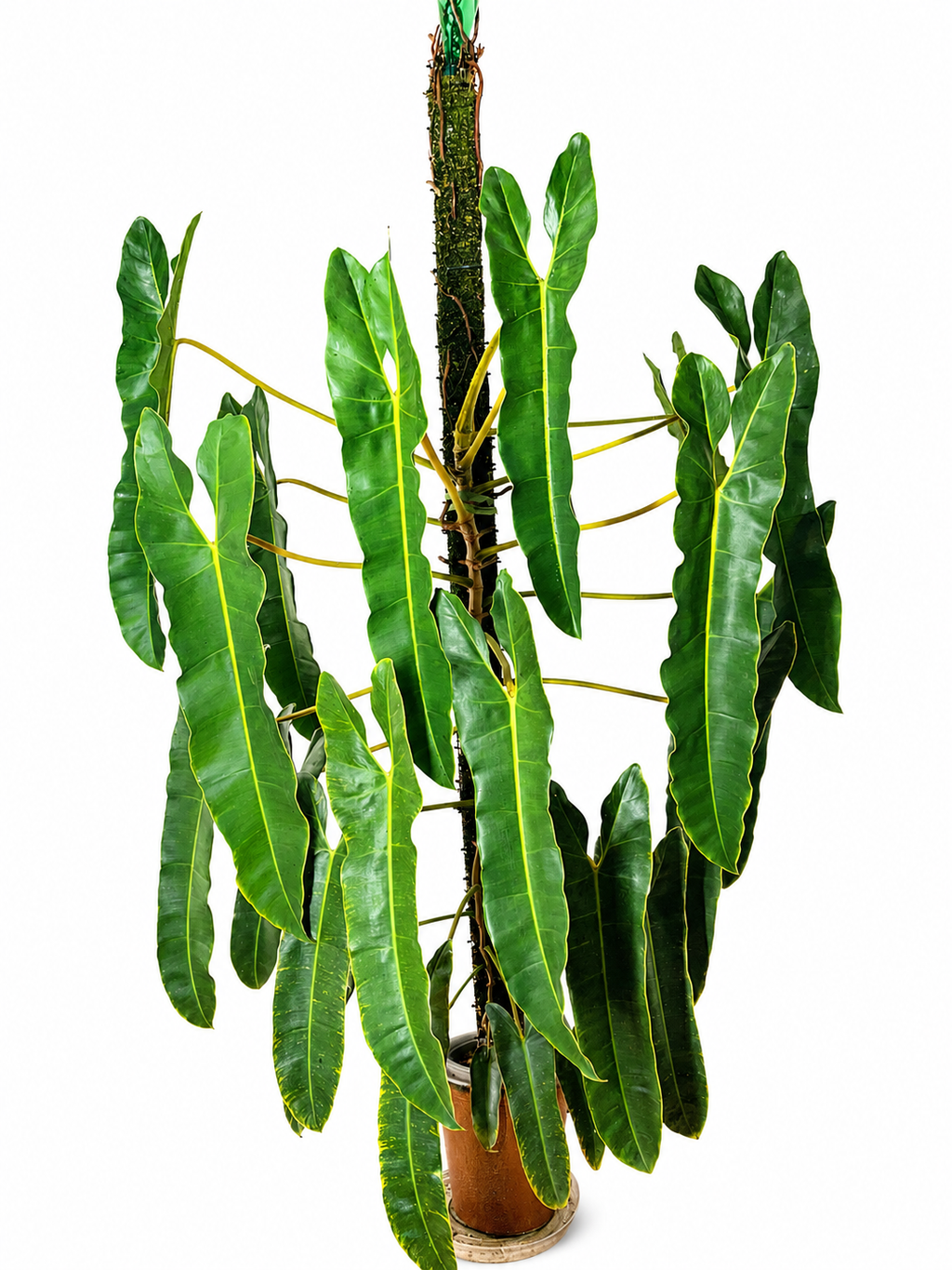 Philodendron Atabapoense TC (10 plants)
