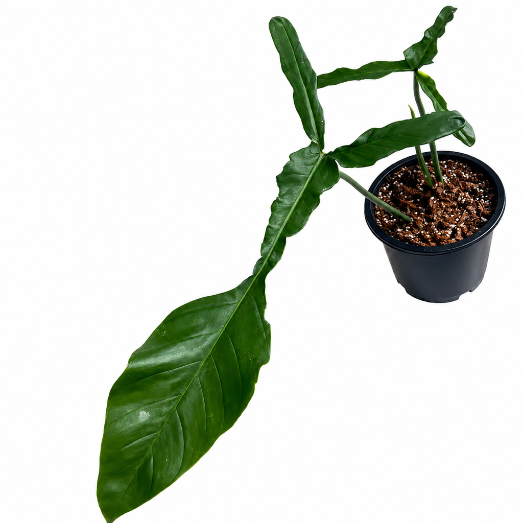Philodendron Joepii TC (10 plants)