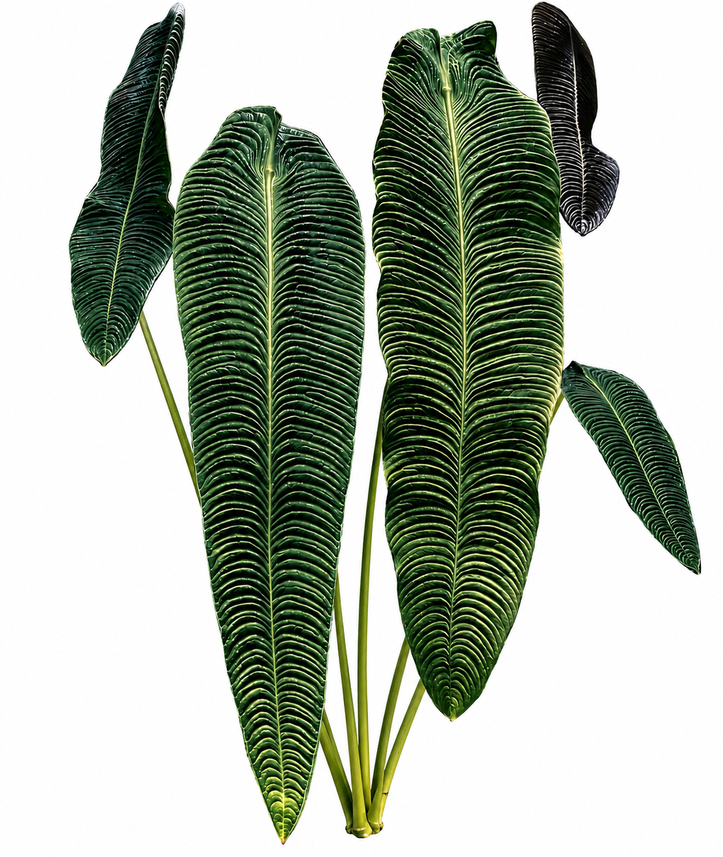 Anthurium Veitchii TC (10 plants)