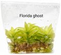 Philodendron Florida Ghost TC (10 plants)