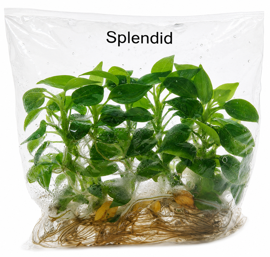 Philodendron Splendid TC (10 plants)