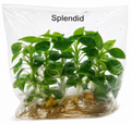 Philodendron Splendid TC (10 plants)