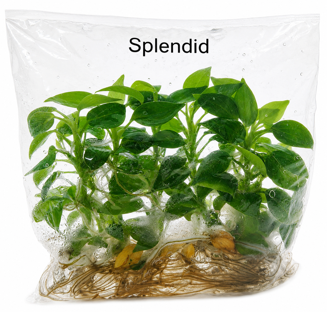 Philodendron Splendid TC (10 plants)