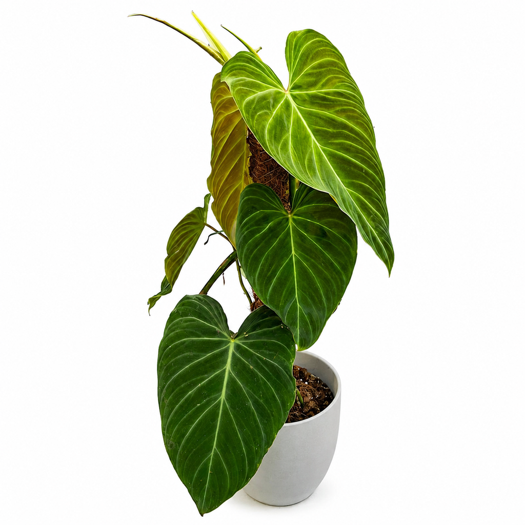Philodendron Splendid TC (10 plants)