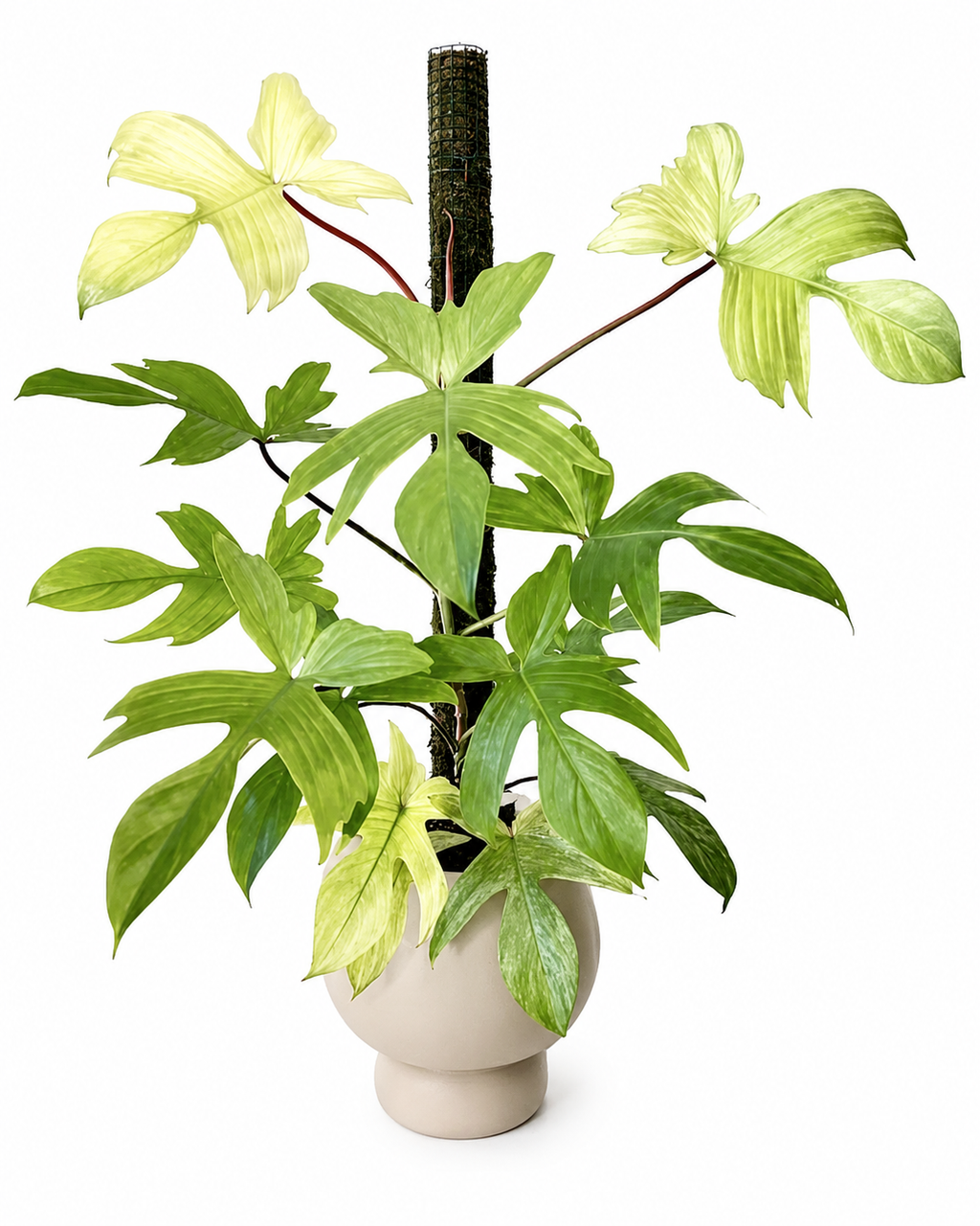 Philodendron Florida Ghost TC (10 plants)