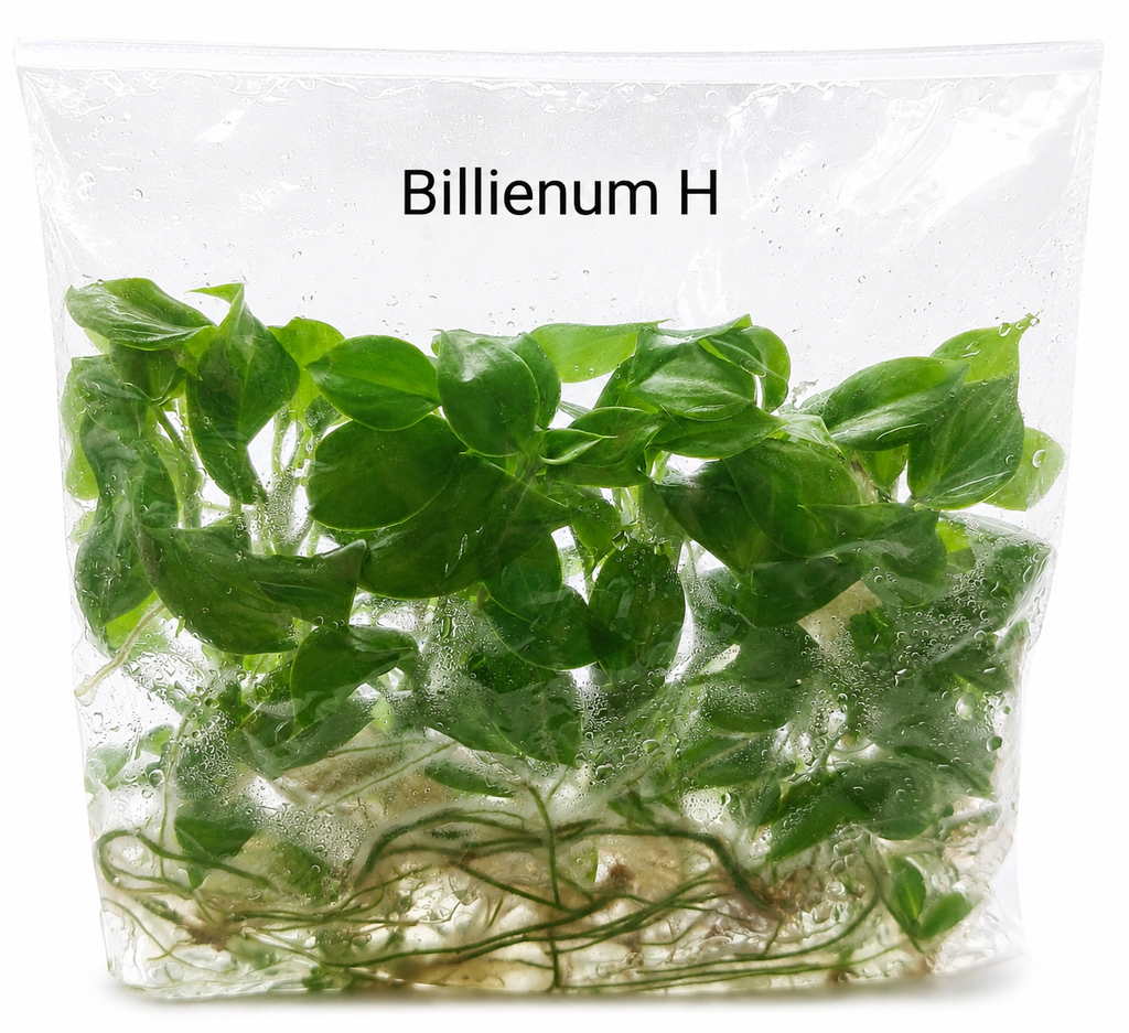 Philodendron Billienum TC (10 plants)