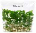 Philodendron Billienum TC (10 plants)