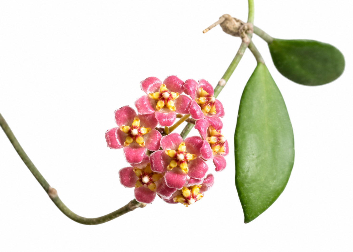 Hoya Boycei