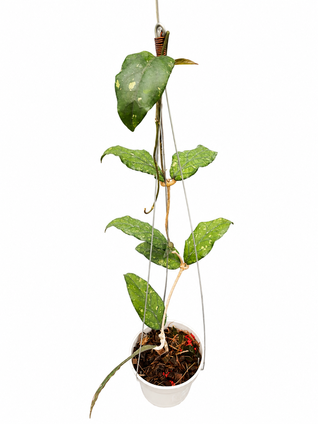 Hoya sp. Aceh Takengon