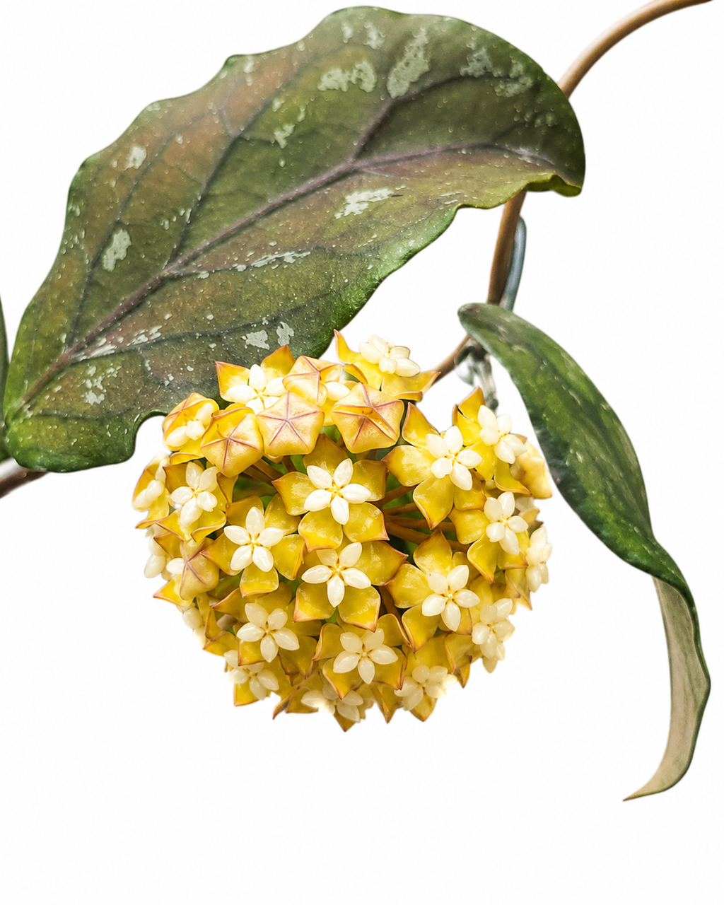 Hoya sp. Aceh Takengon