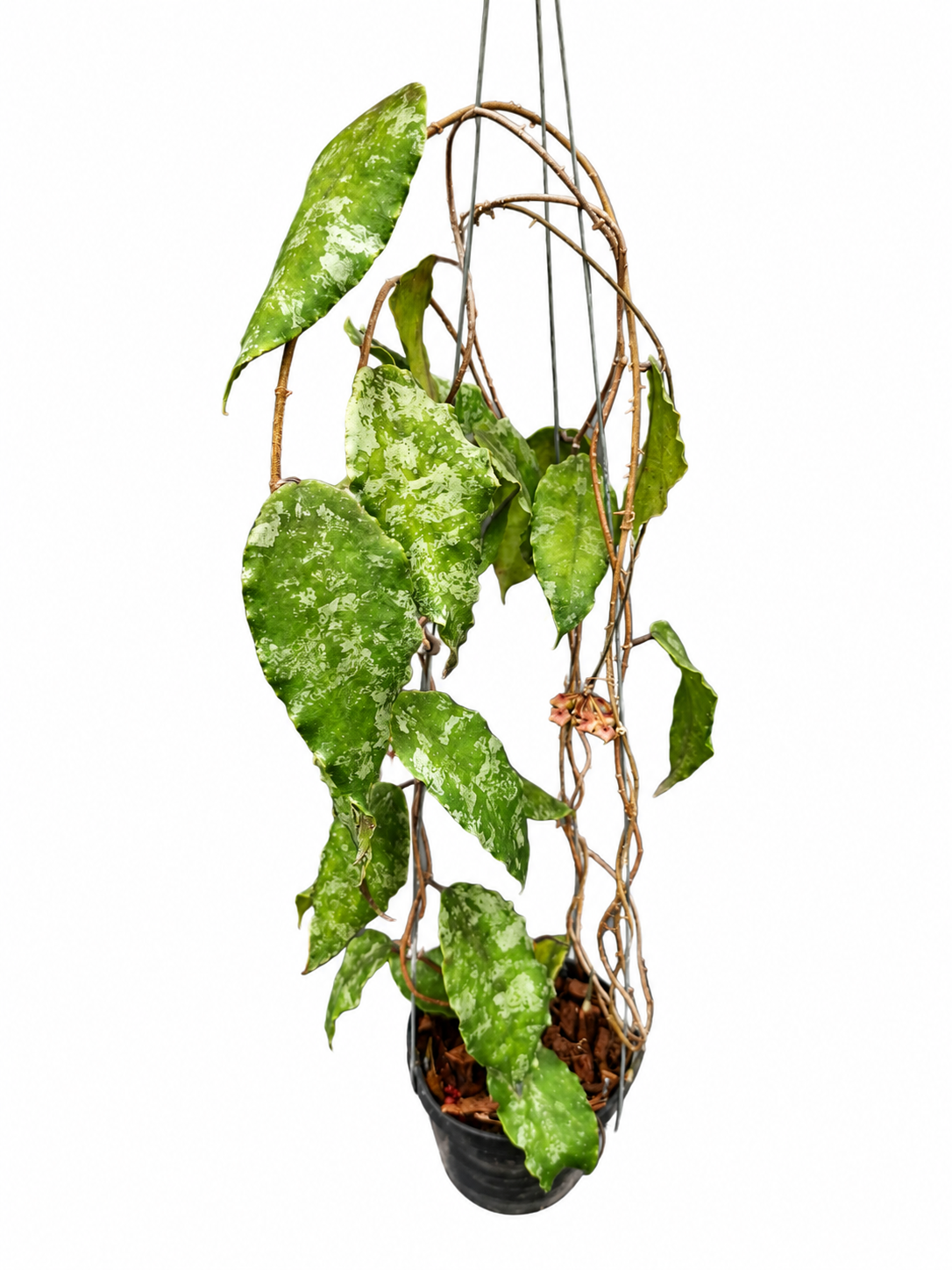 Hoya Caudata Gold