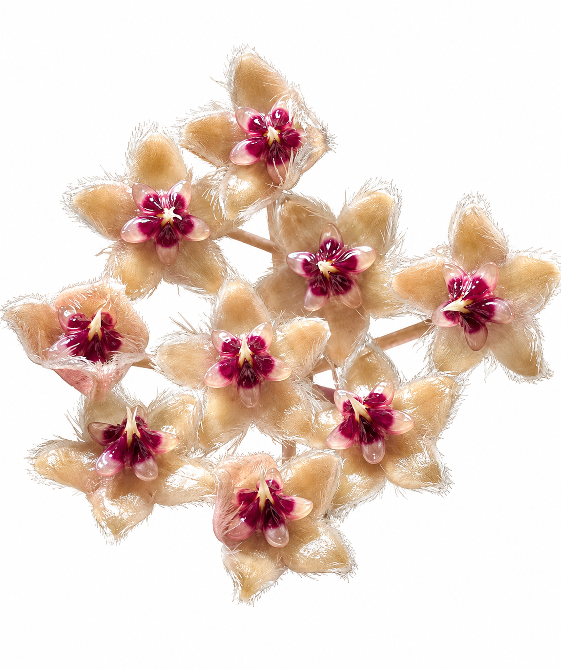 Hoya Caudata Gold