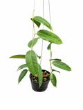 Hoya Surisana White