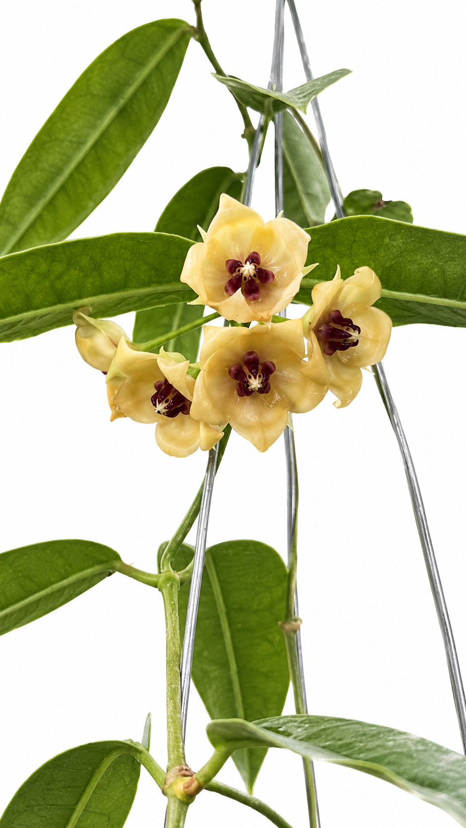 Hoya Surisana Orange