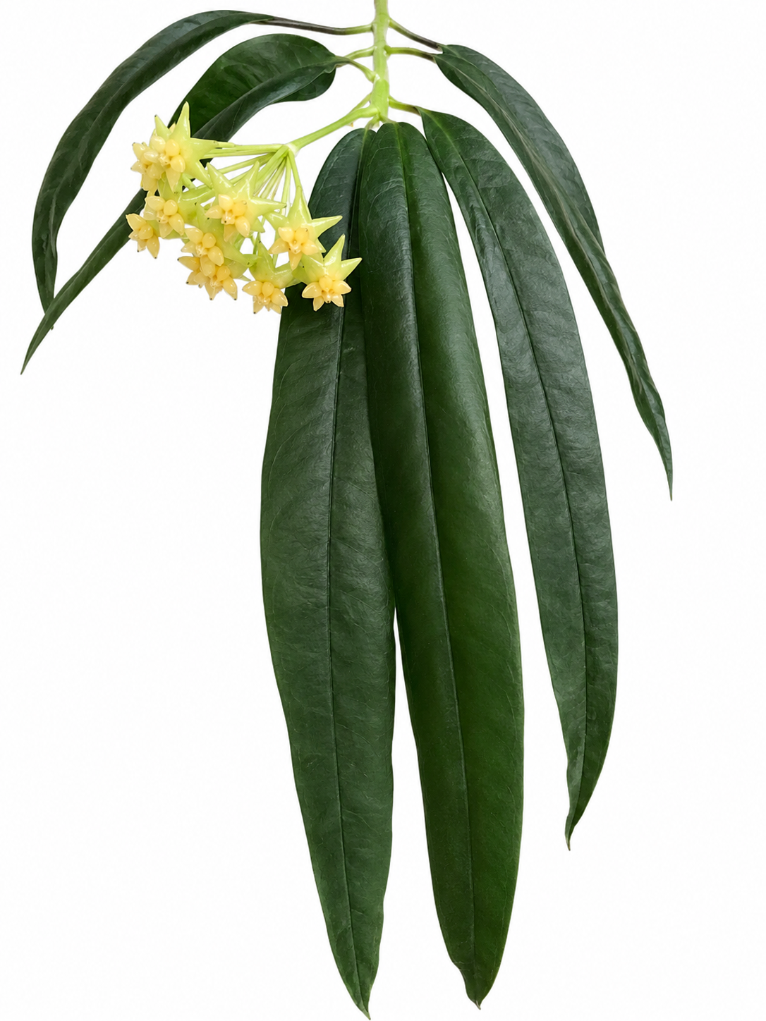 Hoya Platycaulis