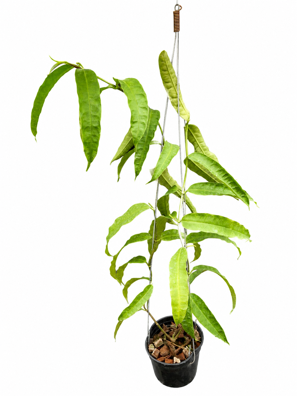Hoya Amrita