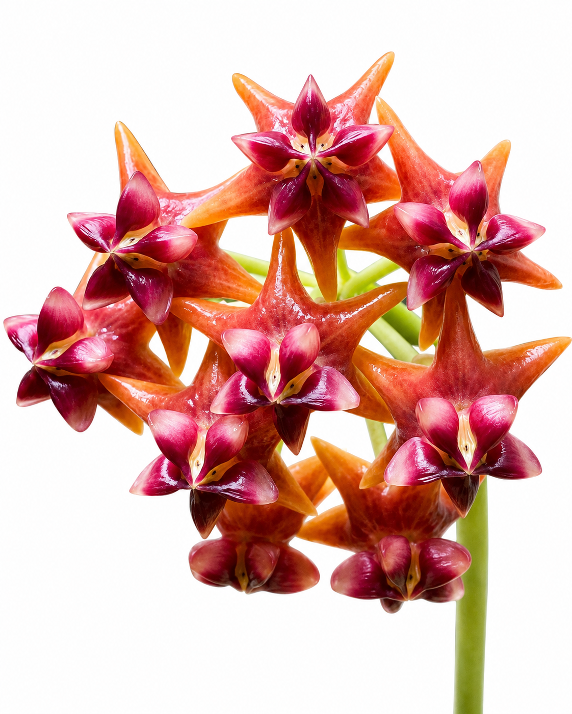 Hoya Amrita