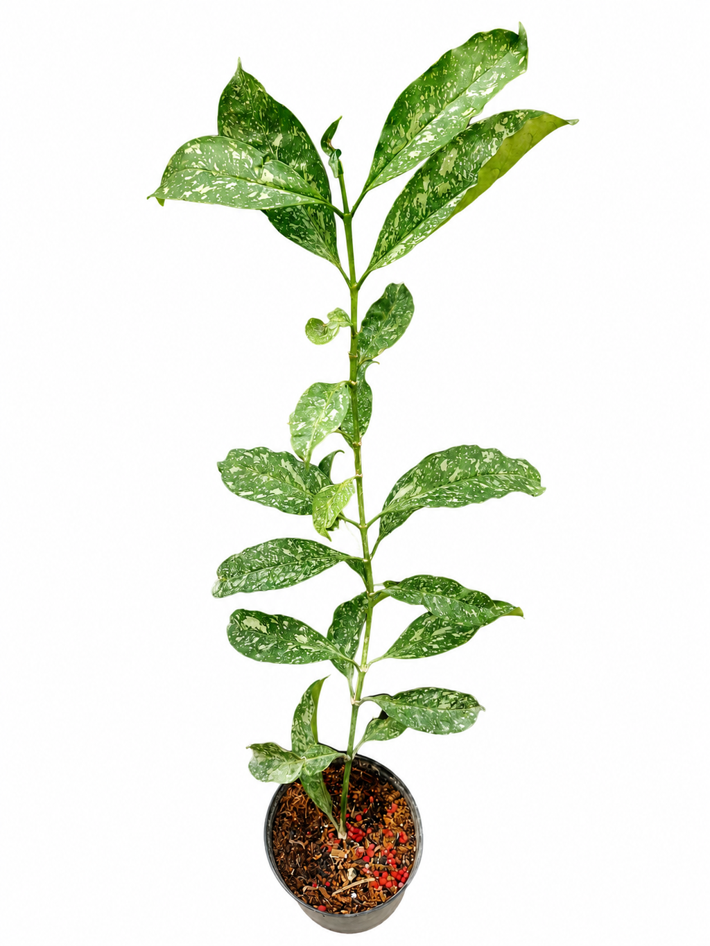 Hoya Occultata Splash