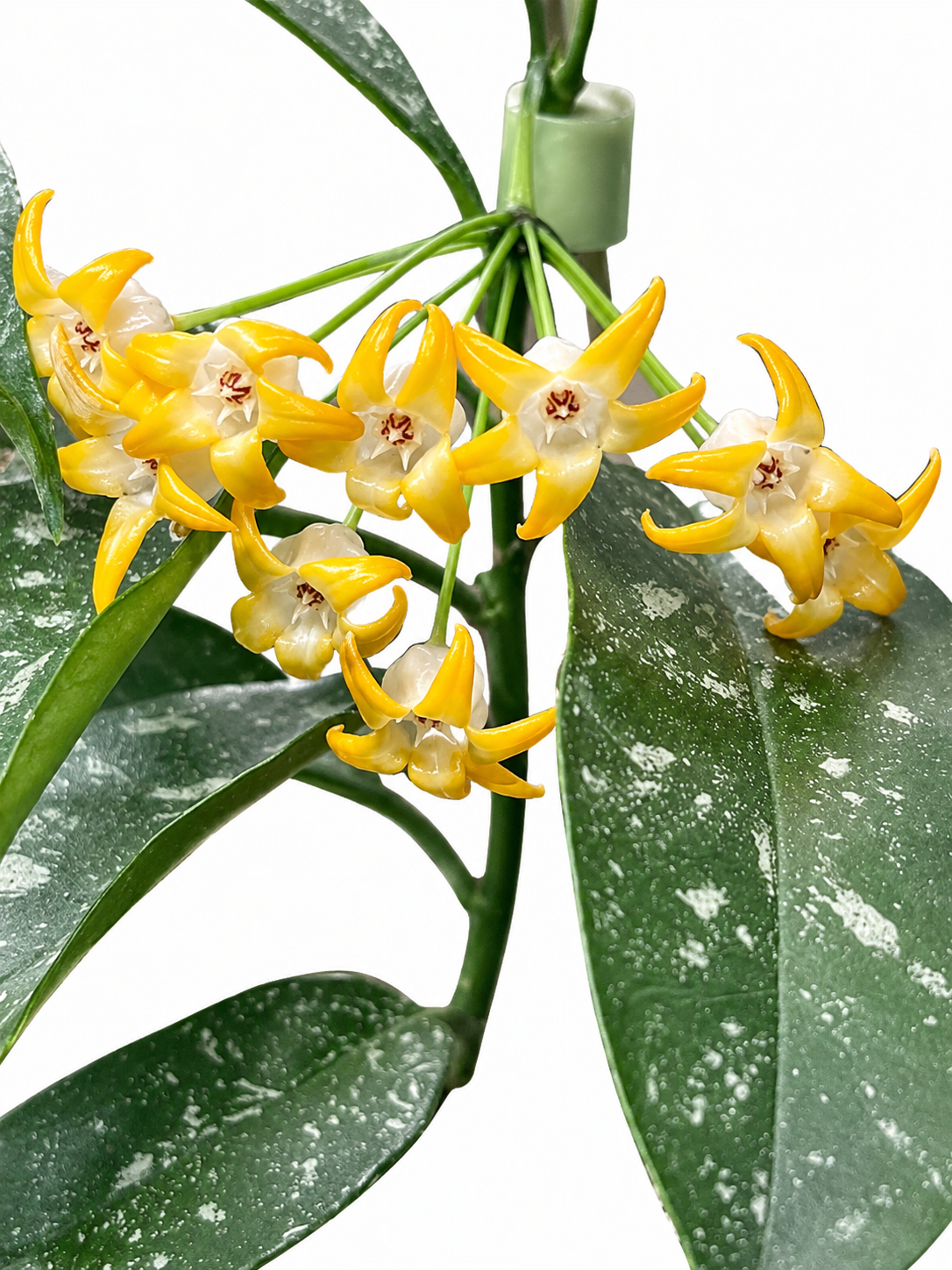 Hoya Occultata Splash