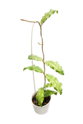 Hoya Undulata Army