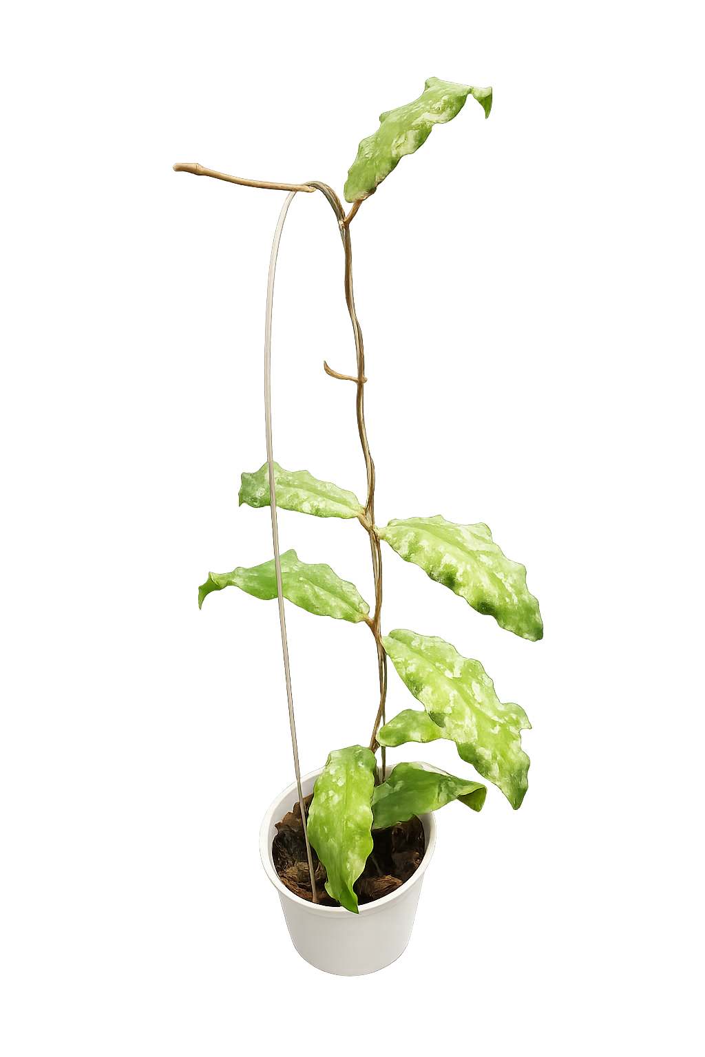 Hoya Undulata Army