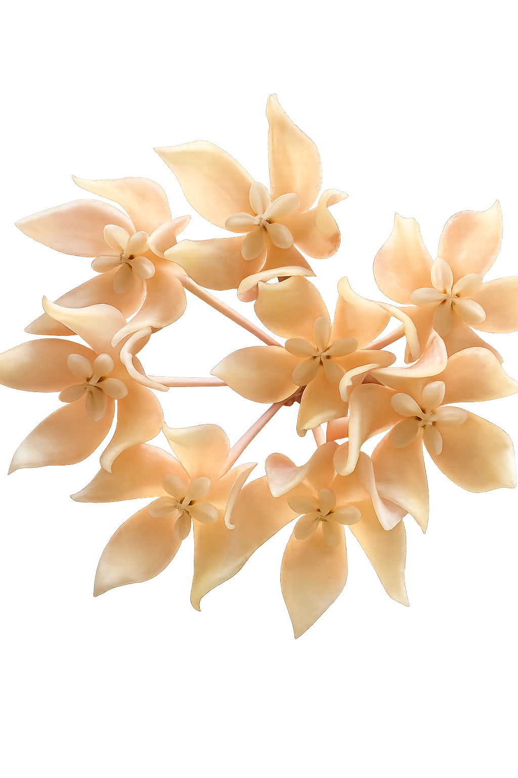 Hoya Undulata Army