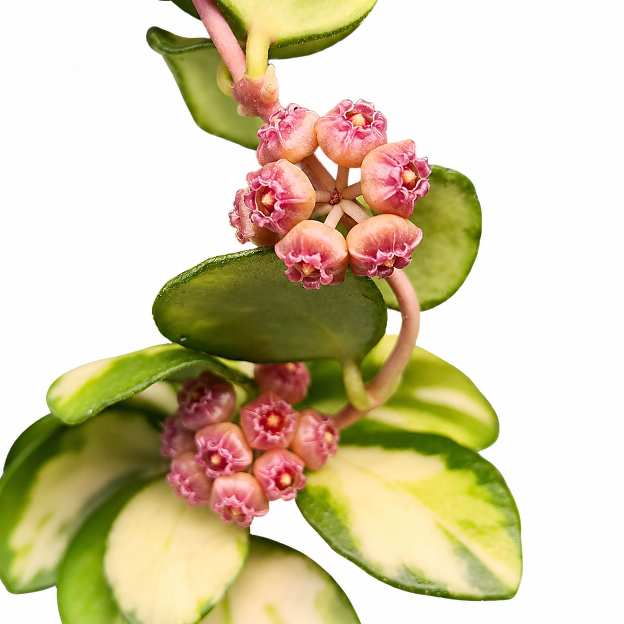 Hoya Heuschkeliana Inner Variegated