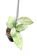 Hoya sp. Panggha Silver