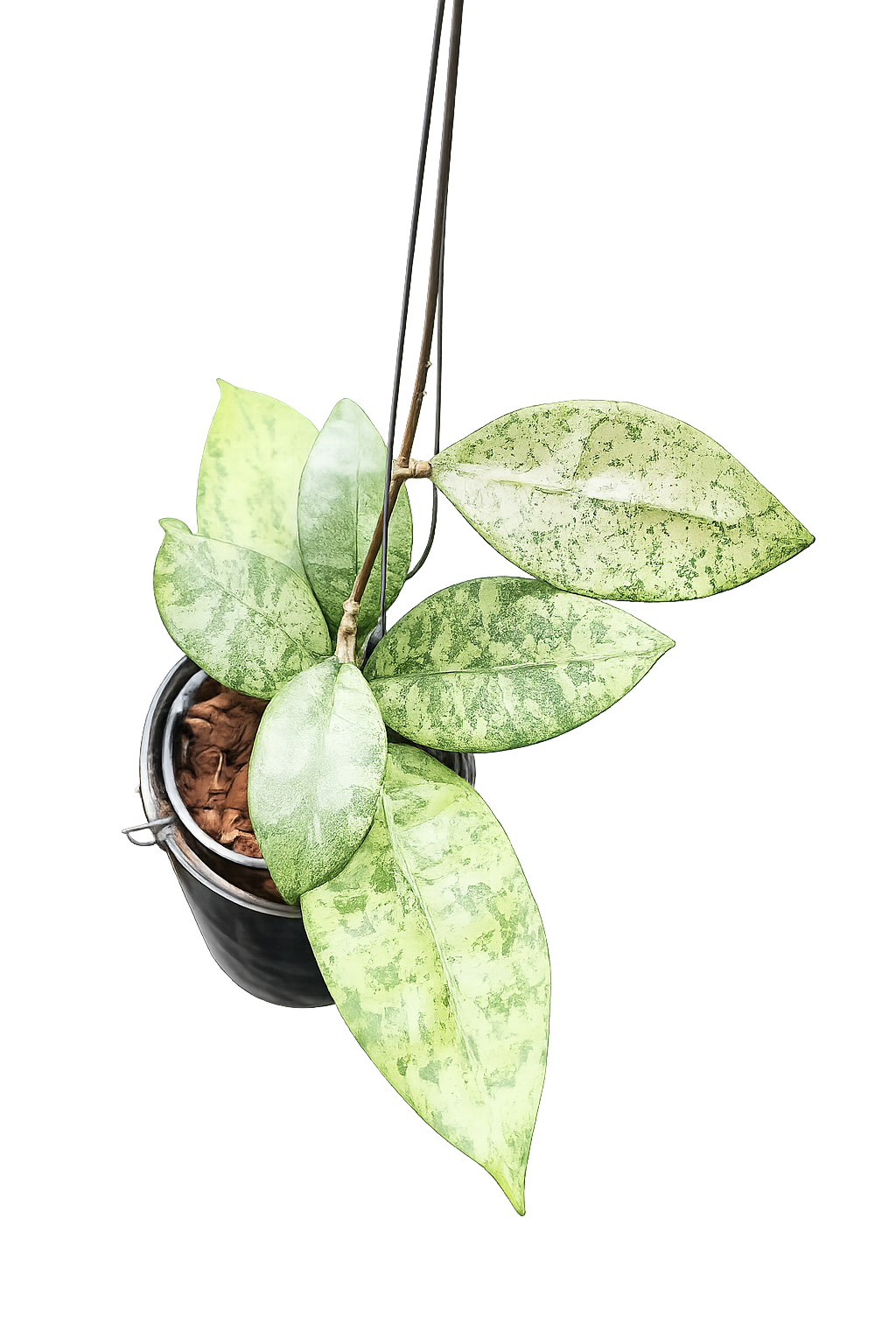 Hoya sp. Panggha Silver