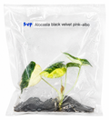 Alocasia Black Velvet Pink Albo TC