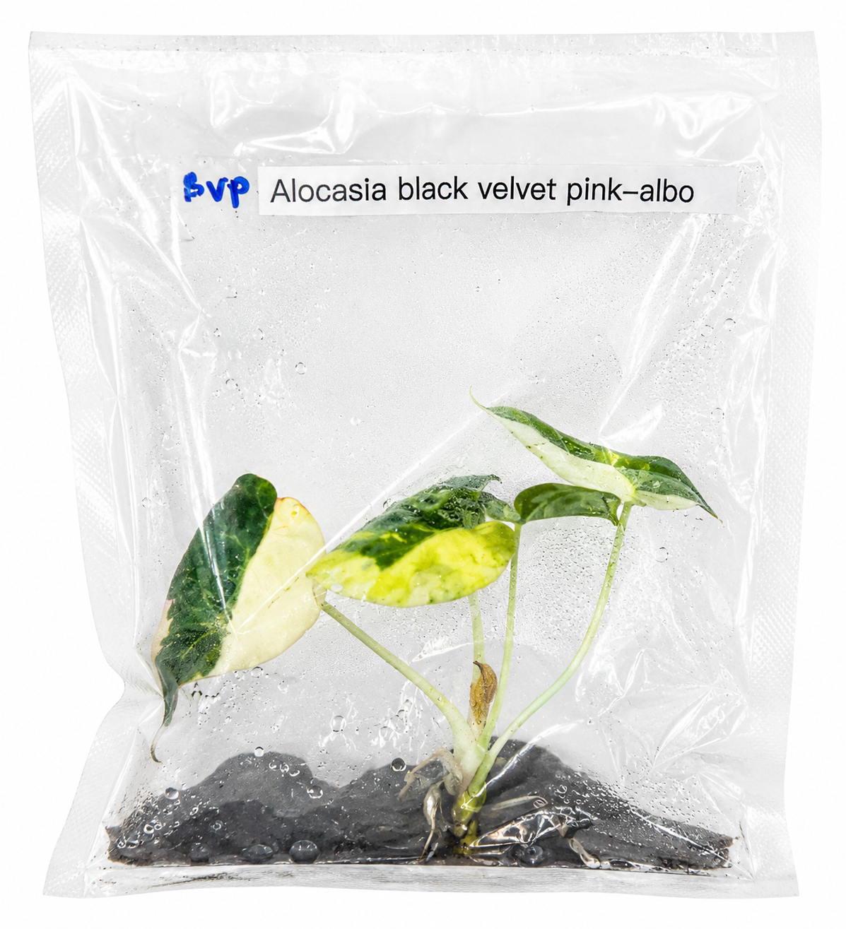 Alocasia Black Velvet Pink Albo TC