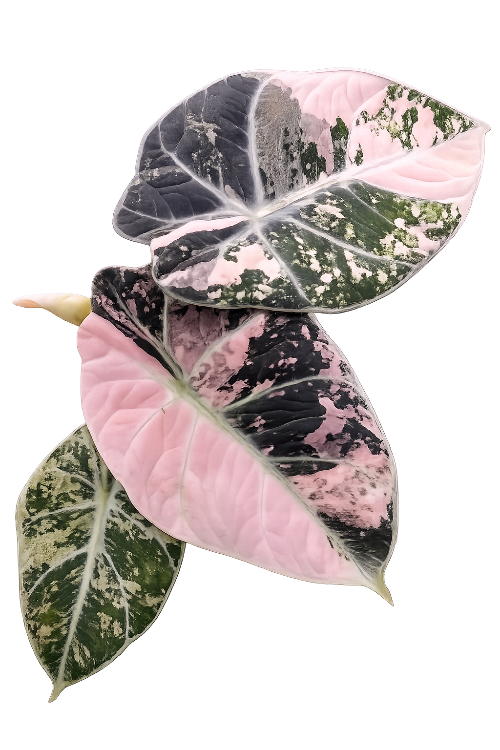 Alocasia Black Velvet Pink Albo TC