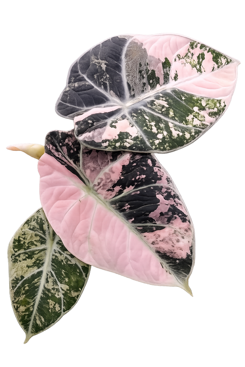 Alocasia Black Velvet Pink Albo TC