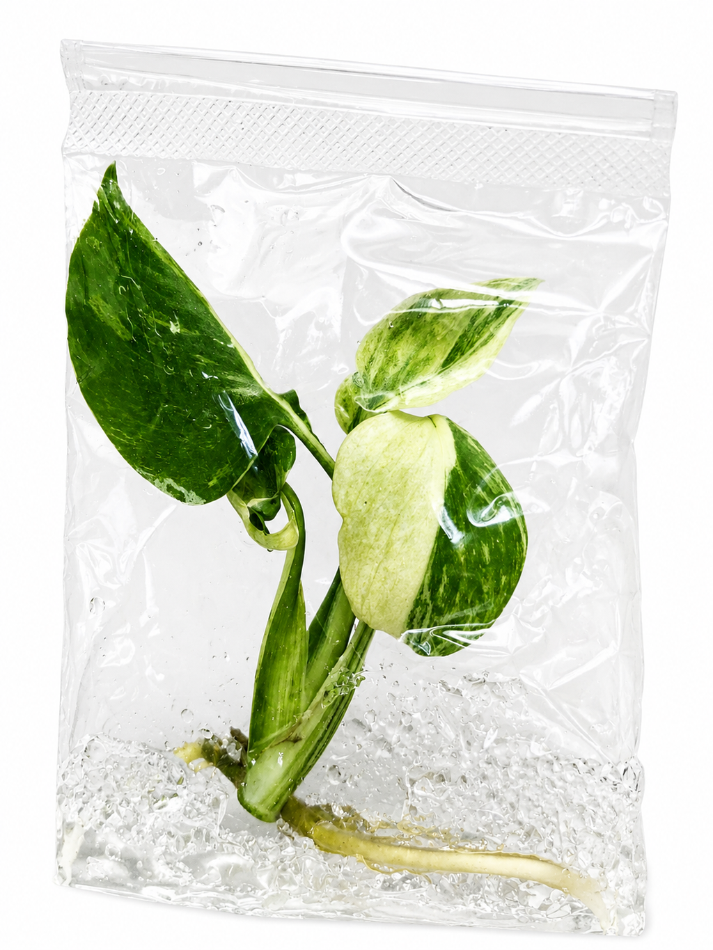 Monstera Ocean Mint TC