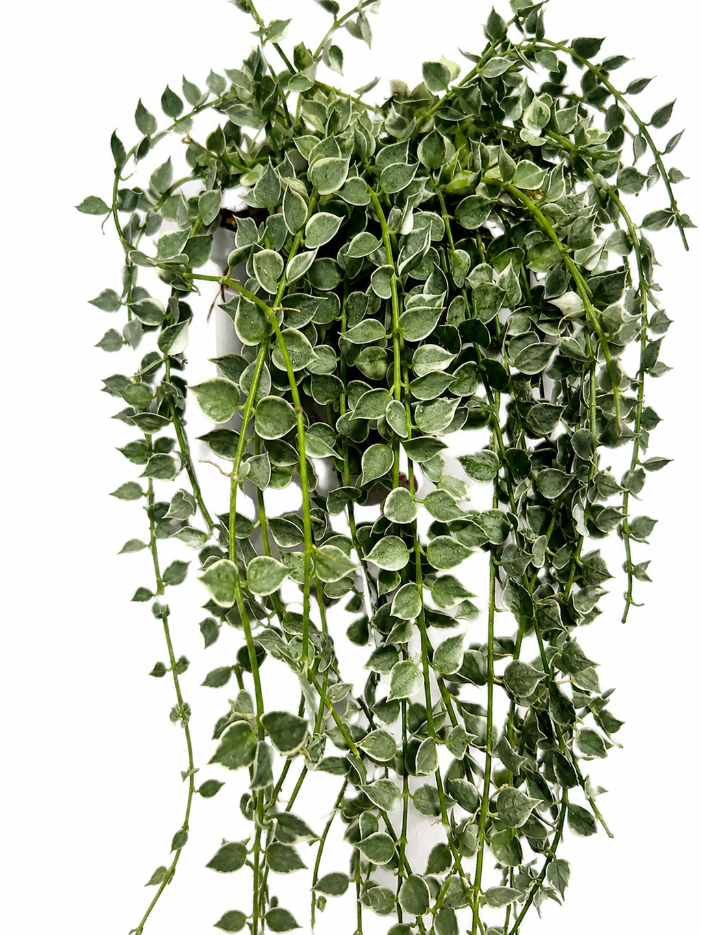 Dischidia Million Hearts Variegated