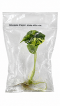 Alocasia Dragon Scale Albo TC