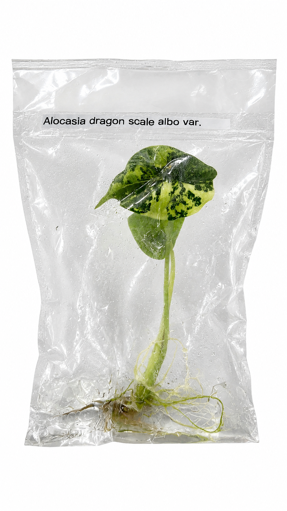 Alocasia Dragon Scale Albo TC