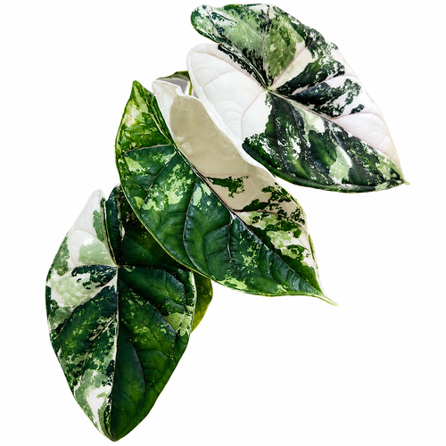 Alocasia Dragon Scale Albo TC