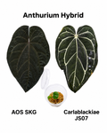 Anthurium Ace of Spades SKG x Carlablackiae JS07 seedling