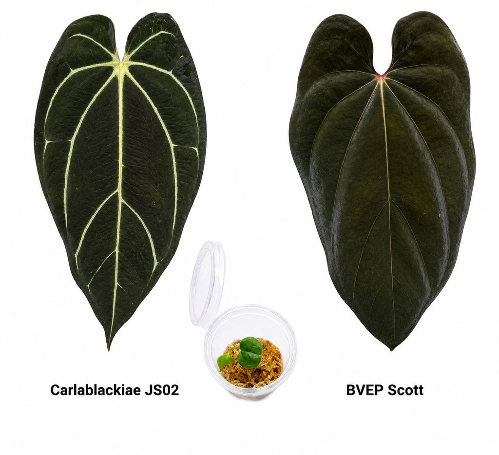 Anthurium Carlablackiae JS02 x Black Velvet Eastern Panama Scott Seedling