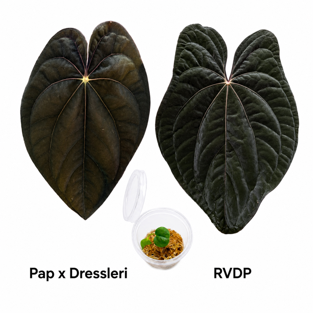 Anthurium (Papillaminum x Dressleri) x Red Vein Dark Phoenix Seedling