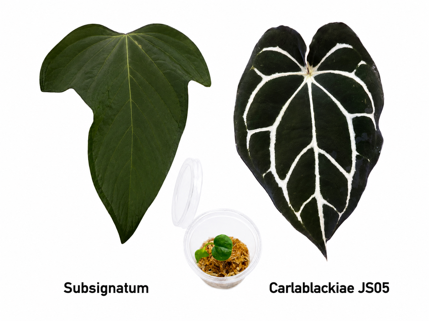 Anthurium Subsignatum x Carlablackiae JS05 Seedling