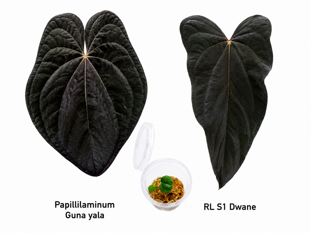 Anthurium Papillaminum Guna Yala x Papillaminum RL S1 Dwane Seedling
