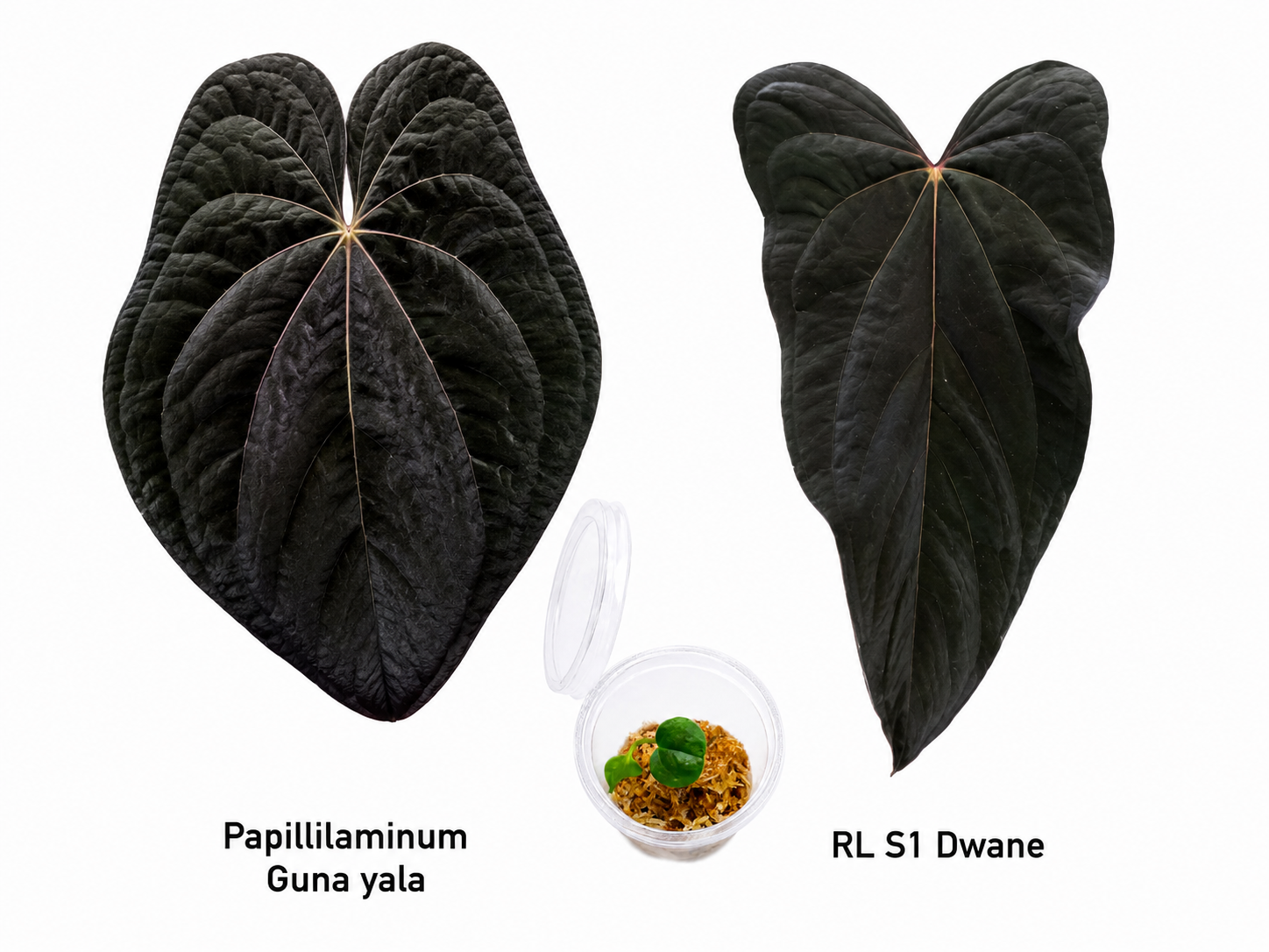 Anthurium Papillaminum Guna Yala x Papillaminum RL S1 Dwane Seedling