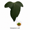 Anthurium Subsignatum x Self Seedling