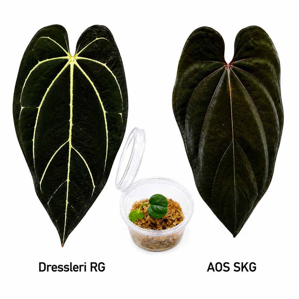 Anthurium Dressleri RG x Ace of Spades SKG Seedling
