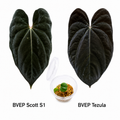 Anthurium Black Velvet Eastern Panama Scott S1 x Black Velvet Eastern Panama Tezula Seedling