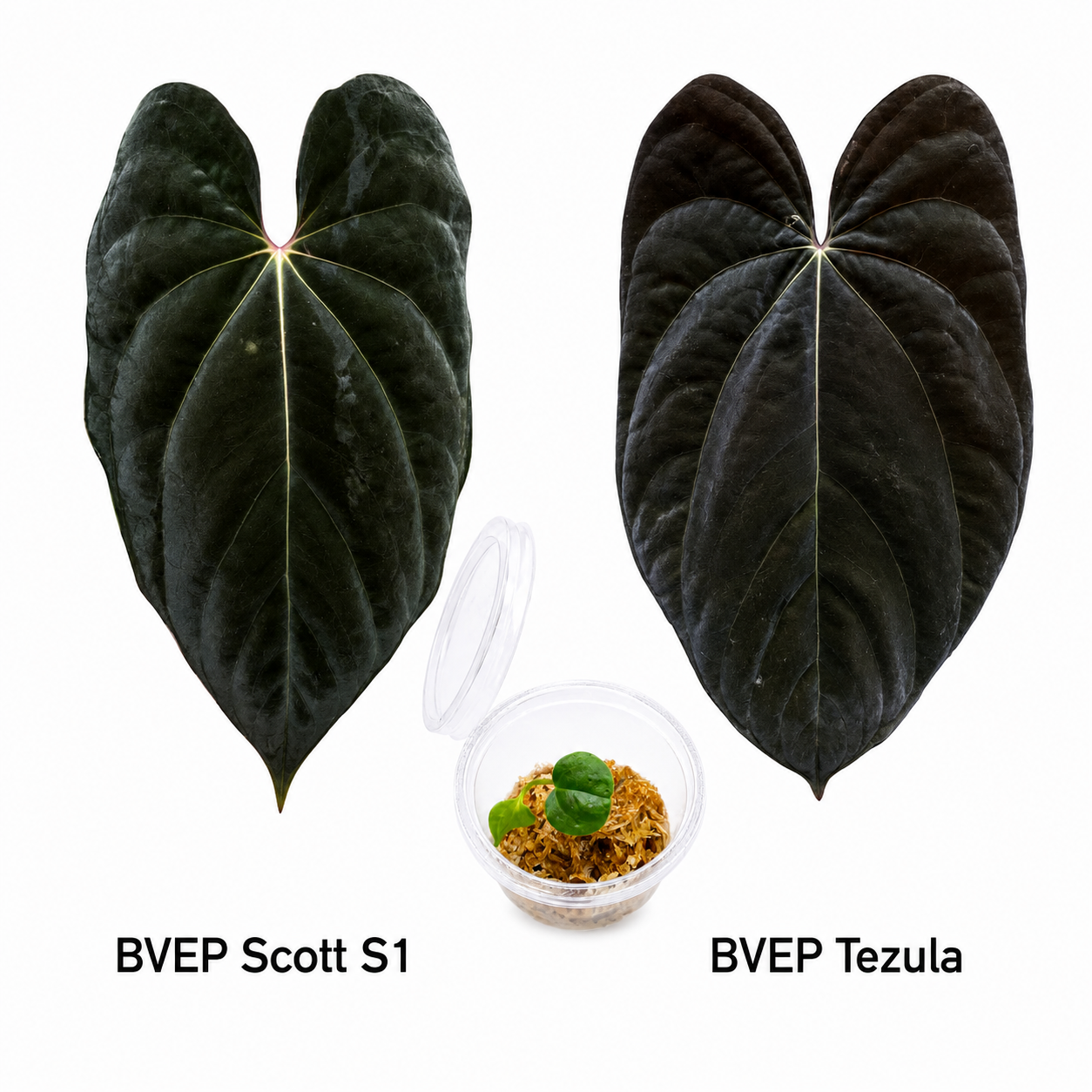 Anthurium Black Velvet Eastern Panama Scott S1 x Black Velvet Eastern Panama Tezula Seedling