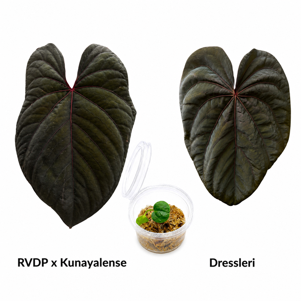 Anthurium (Red Vein Dark Phoenix x Kunayalense) x Dressleri Seedling