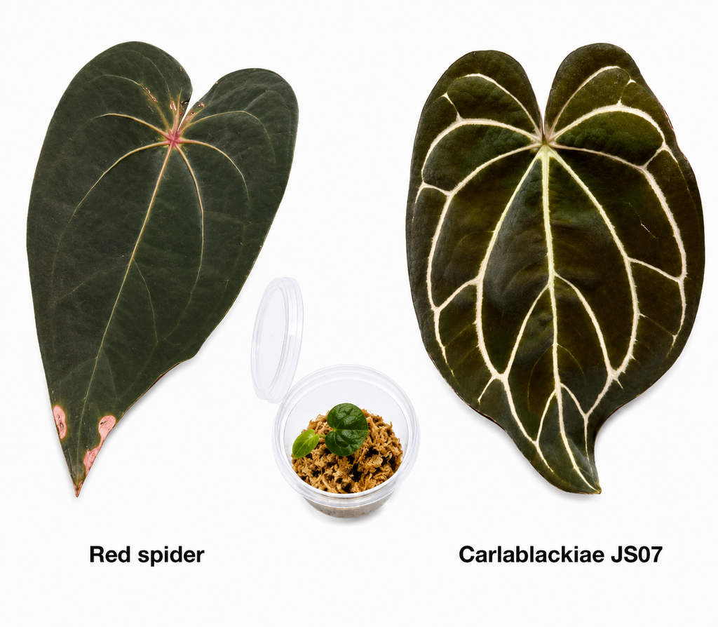 Anthurium Red Spider x Carlablackiae JS07 Seedling